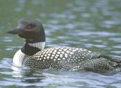 Loon Migration