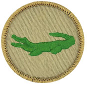 alligator